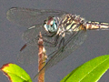 Blue Dasher, Jacksonville, Florida