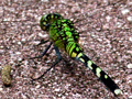 Common Pondhawk (Eastern Pondhawk), Jacksonville, Florida