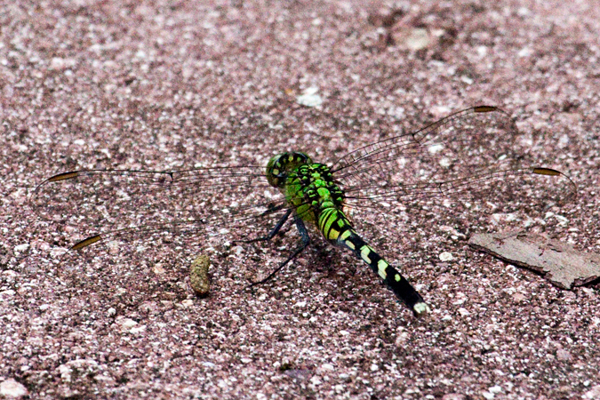 Common Pondhawk (Eastern Pondhawk), Jacksonville, Florida by Richard L. Becker