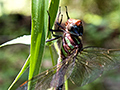 Swamp Darner