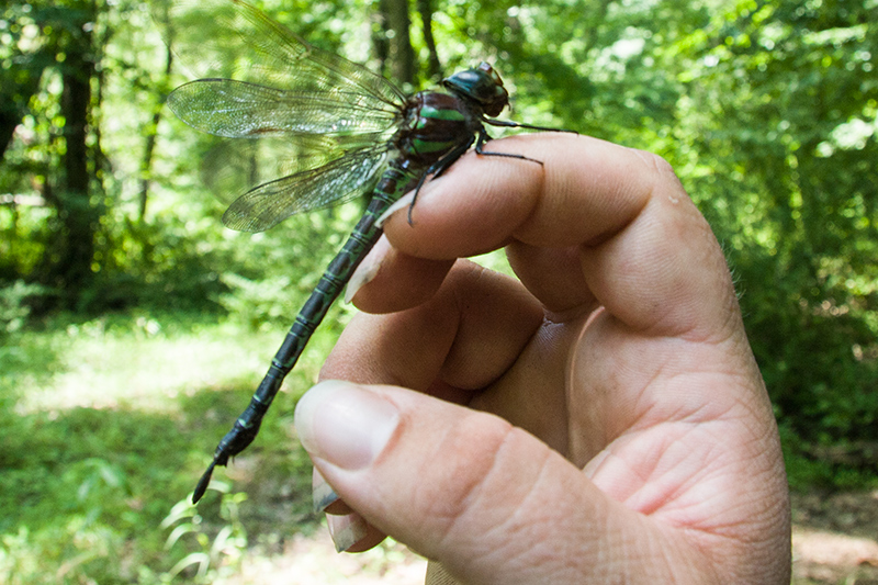 Swamp Darner, Hunt-Parker Sanctuary, Katonah, New York by Richard L. Becker