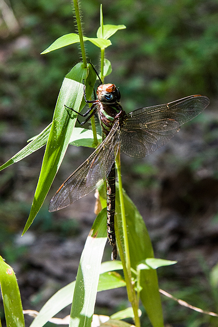 Swamp Darner, Hunt-Parker Sanctuary, Katonah, New York by Richard L. Becker