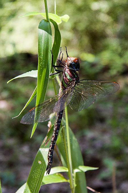 Swamp Darner, Hunt-Parker Sanctuary, Katonah, New York by Richard L. Becker