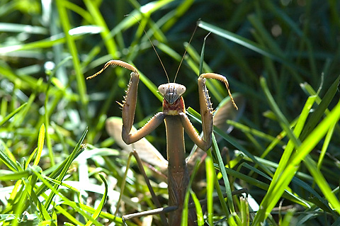 Praying Mantis by Richard L. Becker