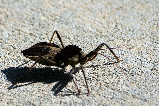 Assassin Bug (Wheel Bug), Ferndale Preserve, Ferndale, Florida by Richard L. Becker