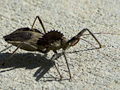 Assassin Bug (Wheel Bug)