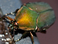 Green June Beetle