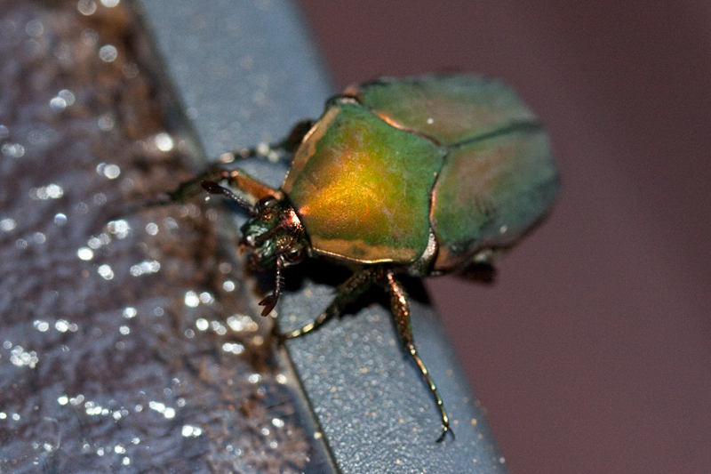 Green June Beetle, Jacksonville, Florida by Richard L. Becker