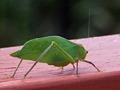 Katydid