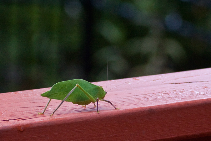 Katydid, Jacksonville, Florida by Richard L. Becker