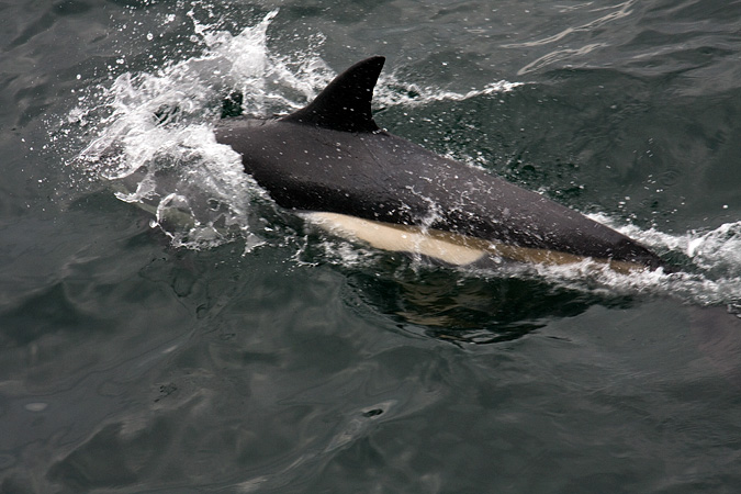 Atlantic White-sided Dolphin, Whale Watch out of Provincetown, Massachusetts