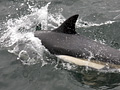 Atlantic White-sided Dolphin