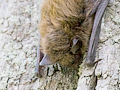 Little Brown Bat