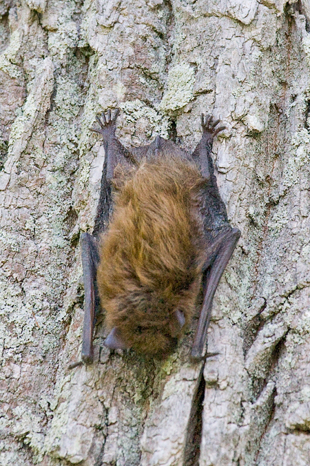 Little Brown Bat, Mine Road, Fort Montgomery, New York