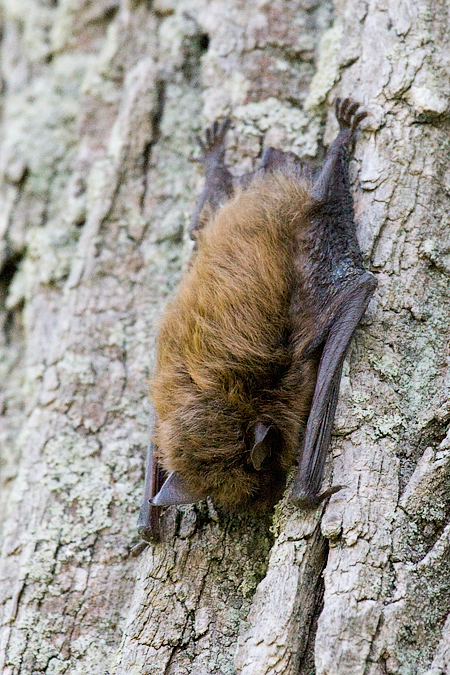 Little Brown Bat, Mine Road, Fort Montgomery, New York