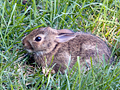 Eastern Cottontail