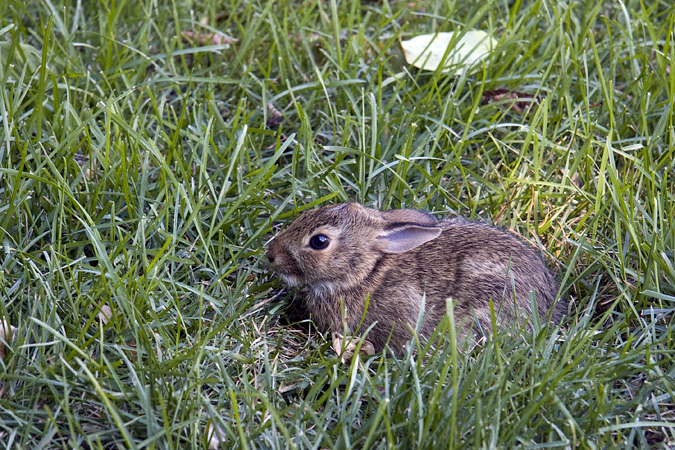 Eastern Cottontail in Stamford, Connecticut