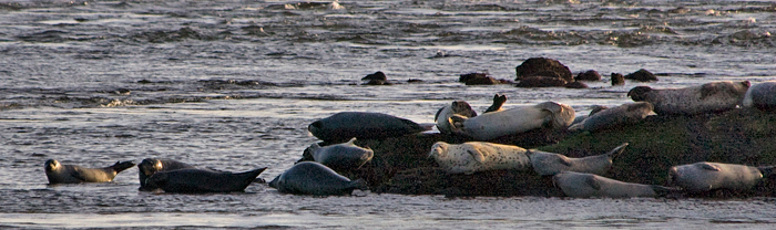 Gray Seal, Salisbury Beach, Massachusetts