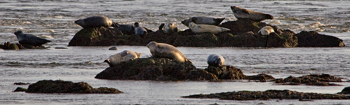 Gray Seal, Salisbury Beach, Massachusetts