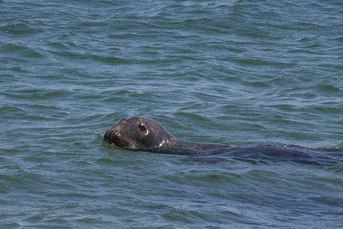 Gray Seal, Cape Cod, Massachusetts