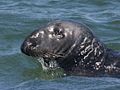 Gray Seal