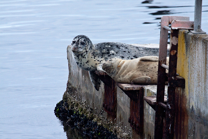 Harbor Seal, Mulkiteo, Washington