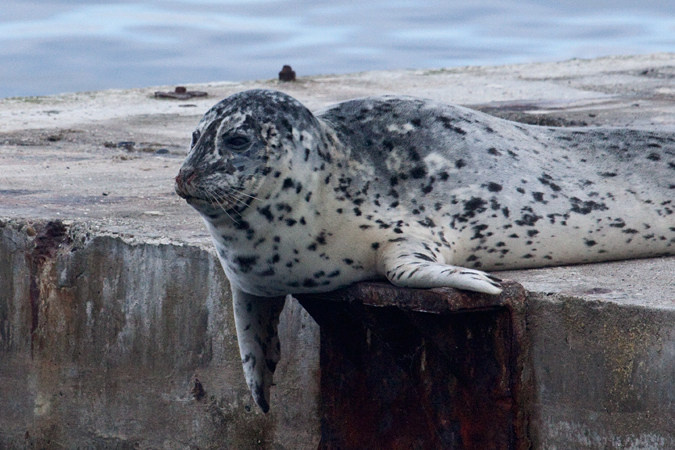 Harbor Seal, Mulkiteo, Washington