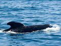 Long-finned Pilot Whale