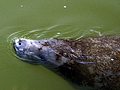 Manatee