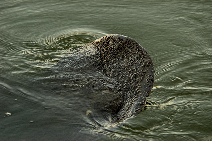 Manatee Tail at Merritt Island NWR, Florida