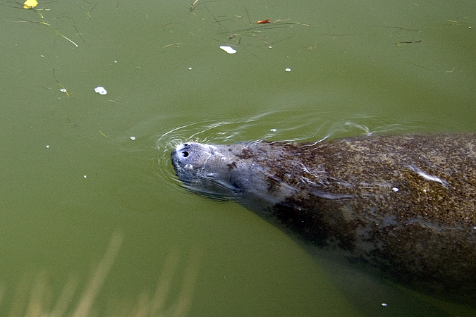 Manatee at Merritt Island NWR, Florida