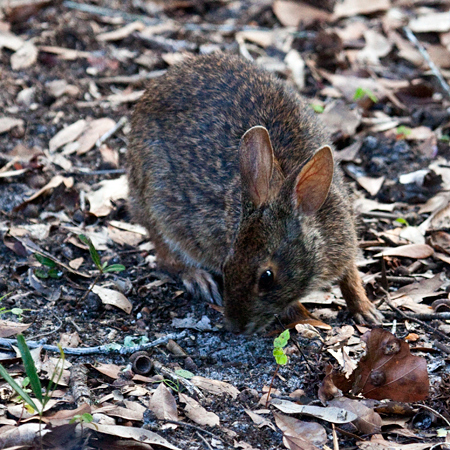 Marsh Rabbit in Jacksonville, Florida