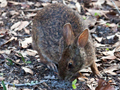 Marsh Rabbit