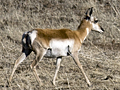 Pronghorn