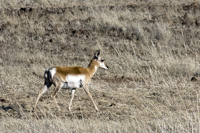 Pronghorn, Douglas-Portal Road, Arizona