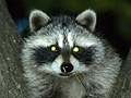 Raccoon