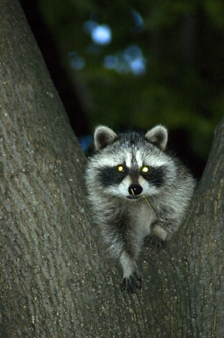 Raccoon in Stamford, Connecticut