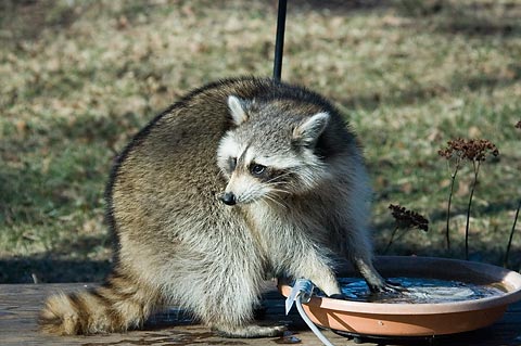 Raccoon in Stamford, Connecticut