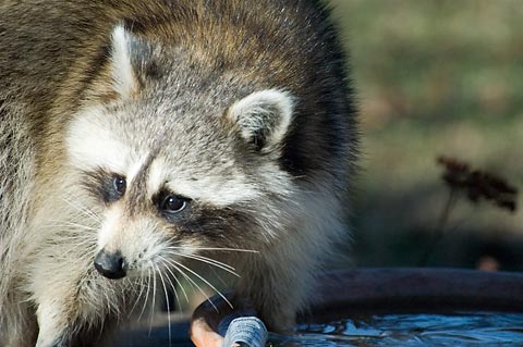 Raccoon in Stamford, Connecticut