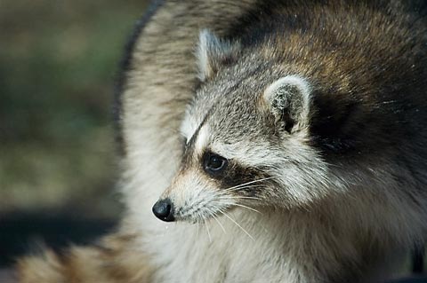 Raccoon in Stamford, Connecticut