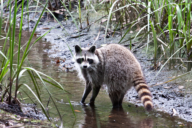 Raccoon in Jacksonville, Florida