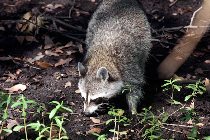 Raccoon in Jacksonville, Florida