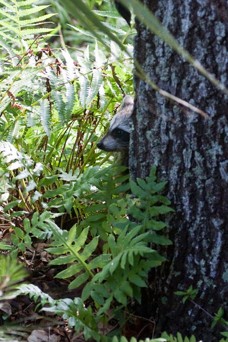 Raccoon in Jacksonville, Florida