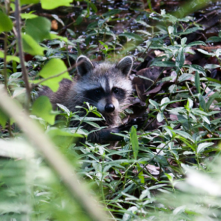 Raccoon in Jacksonville, Florida