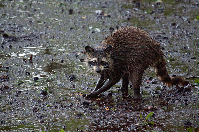 Raccoon in Jacksonville, Florida