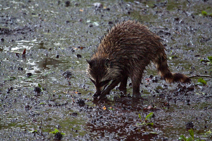 Raccoon in Jacksonville, Florida