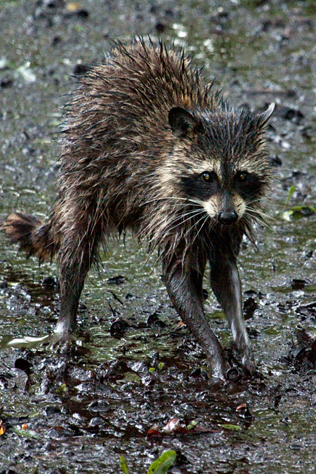 Raccoon in Jacksonville, Florida