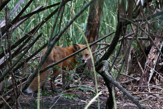 Red Fox, Jacksonville, Florida