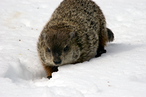 Woodchuck in Stamford, Connecticut