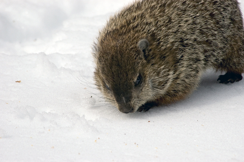 Woodchuck in snow, Stamford, Connecticut